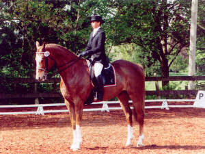 manadi dressage
