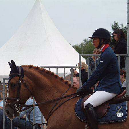 special horses